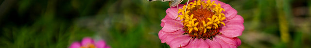 Painted Lady Butterfly among magenta colored Zinnias