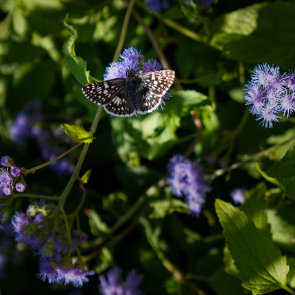 Common checkered Skipper feeding on Blue mistflowers