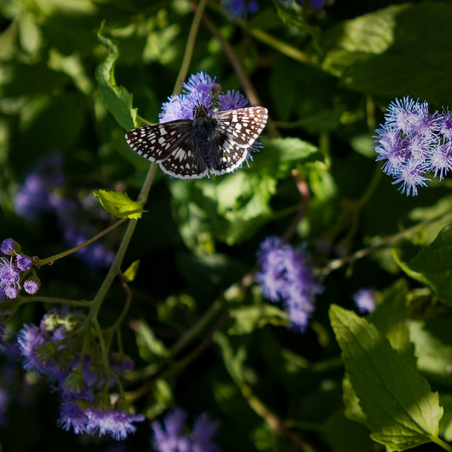 Common checkered Skipper feeding on Blue mistflowers