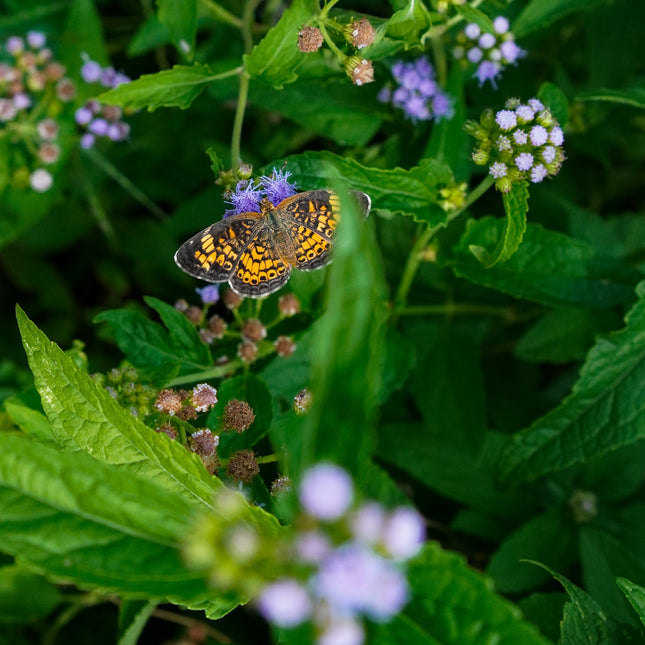 Pearl Crescent Butterfly on blue mistflower
