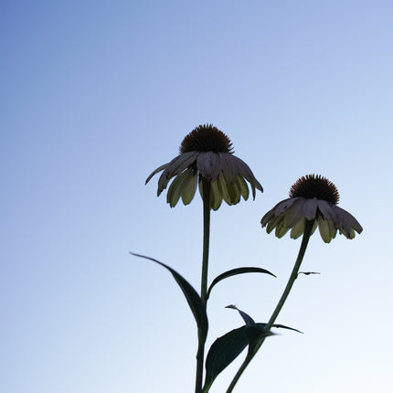  Fading Echinacea blooms in a late summer sky.