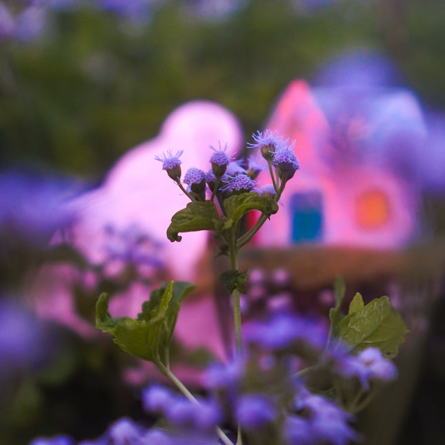 Blue mistflowers in focus with small sculptural house on cloud blurred in the background, photographed by Juner and Bec