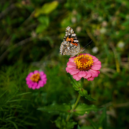 Painted Lady Butterfly among magenta colored Zinnias