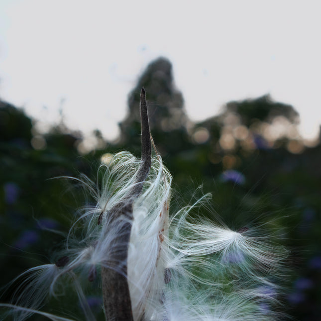 Milkweed seedpod burst open revealing the loveliest seeds waiting to catch the wind.