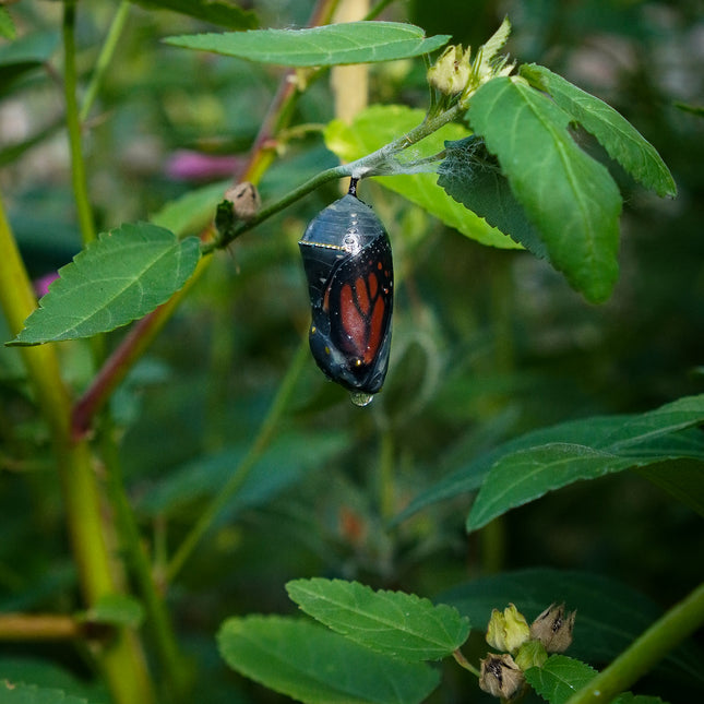  Monarch chrysalis just before the monarch emerged.